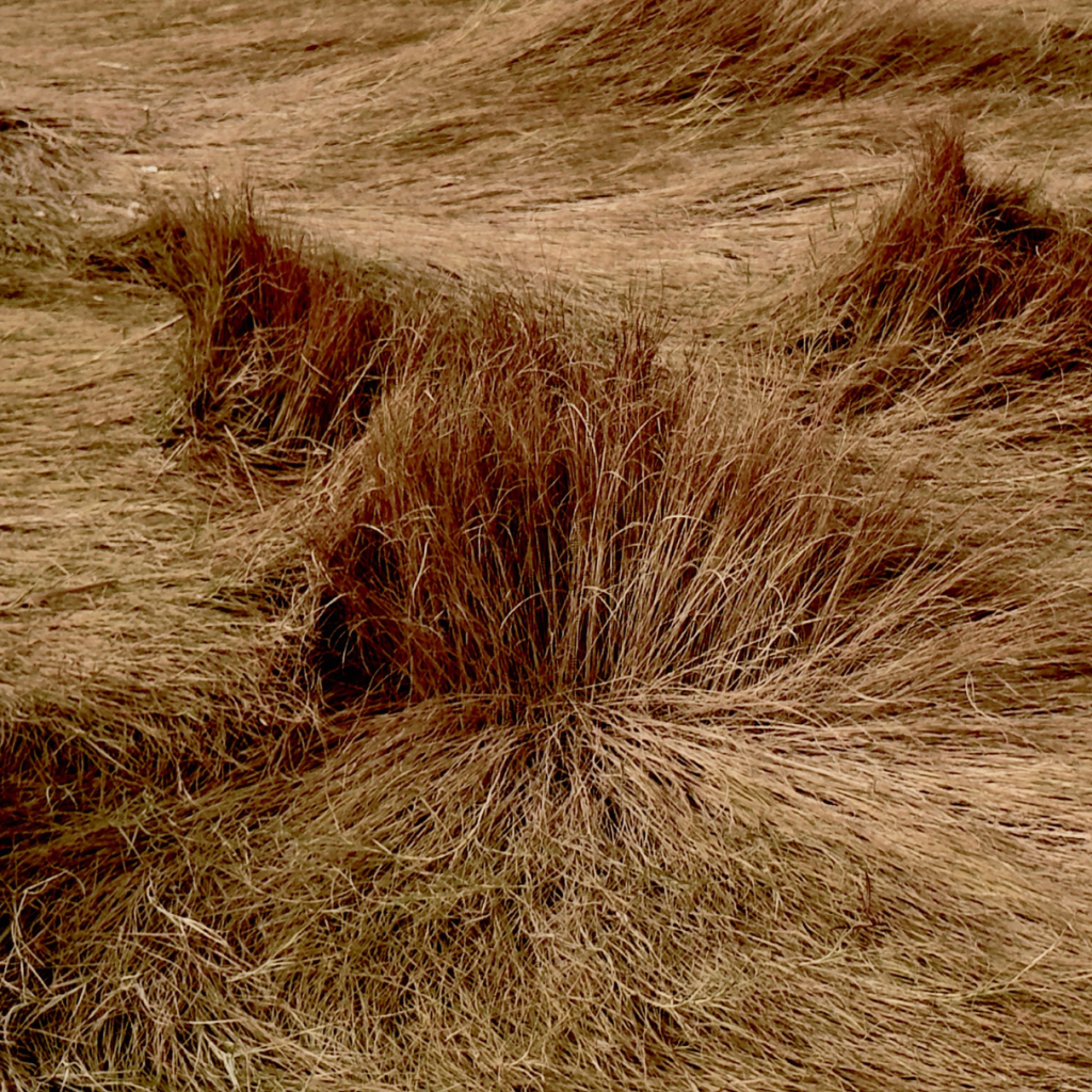 autumn marsh image autumn marsh image